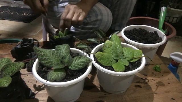Repotting Episcia at iba pang hanging plants for friend 🥰 смотреть онлайн