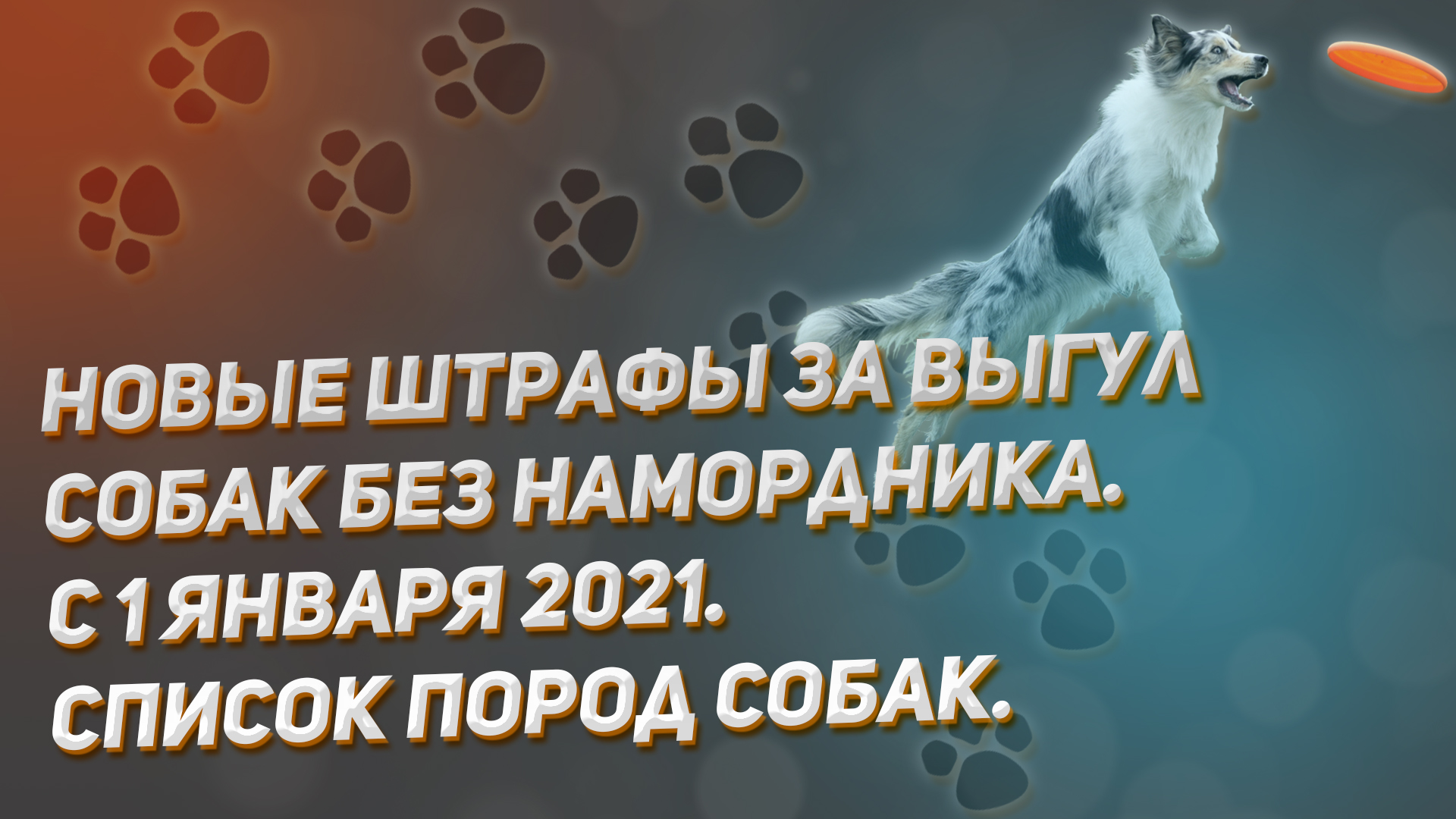 Новые штрафы за выгул собак без намордника. С 1 января 2021. Список пород собак. Размер штрафов.