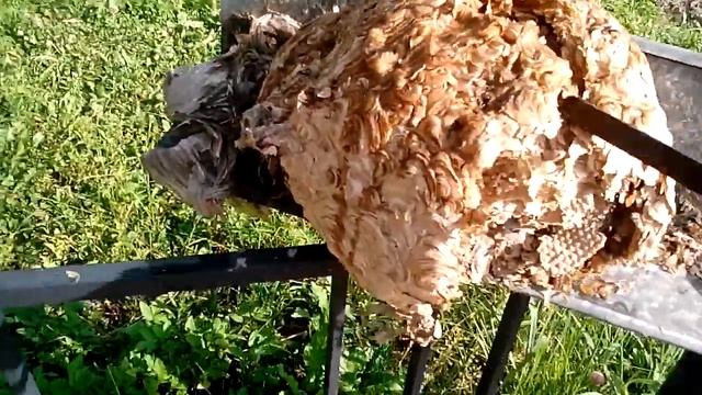 Загадки эзотерической картины молчания