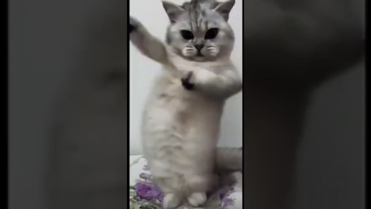 Ты мой комфорт! #лайк #котики #питомец #кот #приколы #танец #весело смотреть онлайн
