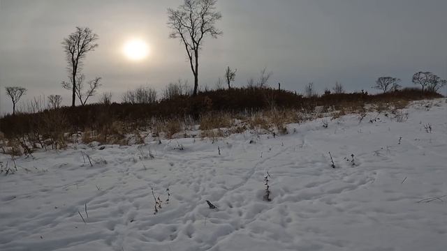 охота на фазана в декабре 2022 в #Амурской# области# смотреть онлайн