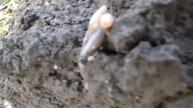 Восстановление почвы, урожай 2013