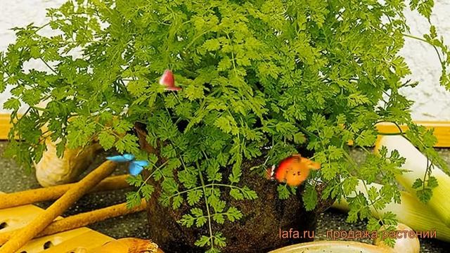 Кервель обыкновенный Ажурный (azhurnyy) ? кервель Ажурный обзор: как сажать семена кервеля Ажурный