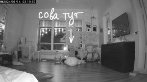 Голос бородатой неясыти. Сова подвывает в доме в три часа ночи