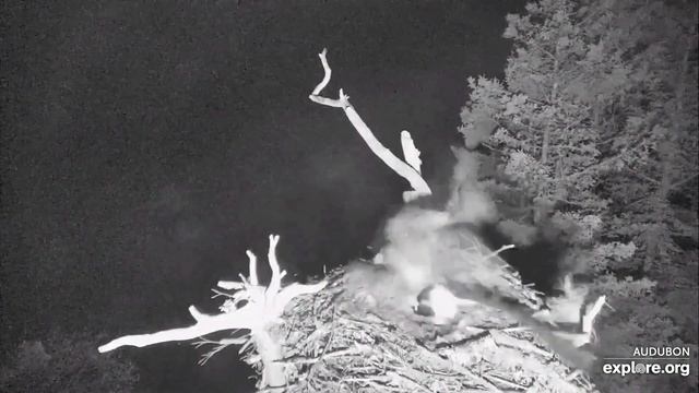 Очередное нападение филина на скопу в " Audubon..." смотреть онлайн