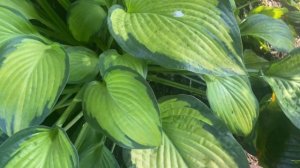 31 августа 2022 г. Сад хост в Бийске. Hosta garden tour. Hosta Pauls Glory. Хоста Паулс Глори