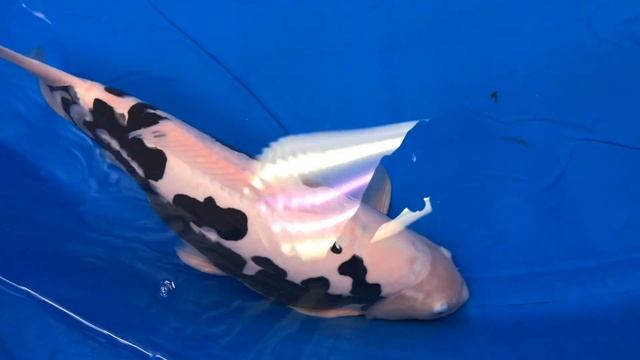 Our TOP 10 RARE and BEAUTIFUL varieties of KOI! смотреть онлайн