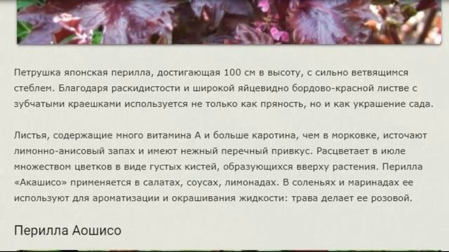 Перила --- растение для бордюров. смотреть онлайн