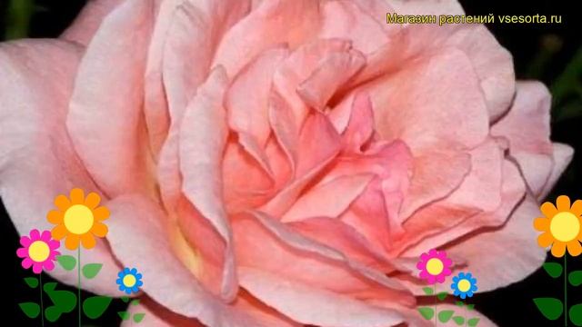 Роза чайно-гибридная Куин Дейт. Краткий обзор, описание характеристик, где купить саженцы Queen Dat смотреть онлайн