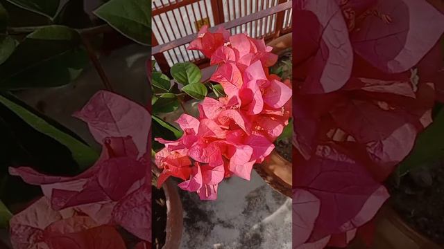 Bougainvillea Alfonso