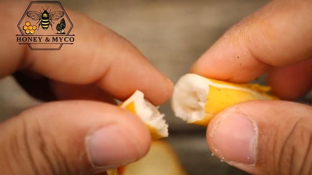 Amanita jacksonii смотреть онлайн