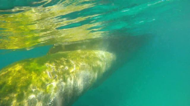 Sea Venture Cruises Mexico - Bottom Cleaning in Paradise and marveling at where we are! EP - 167 смотреть онлайн