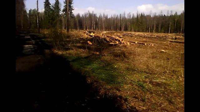 Санитарная рубка, парк Лосиный остров. смотреть онлайн