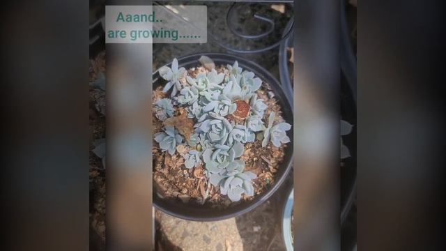 Easy growing Echeveria Holy Gate..Update! смотреть онлайн