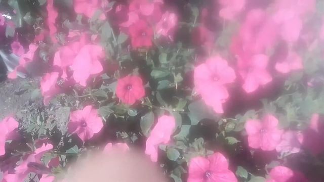 Петуния ( тайдал хот Пинк)красивые цветочки. смотреть онлайн