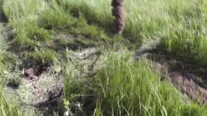 Гидровращатель Delta RD 8 + KOMATSU WB93S-5