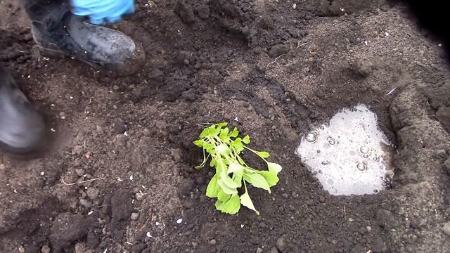 посадка саженцев капусты с защитой от медведки и слизней