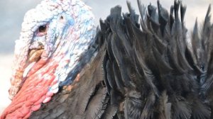 Как кричит индюк