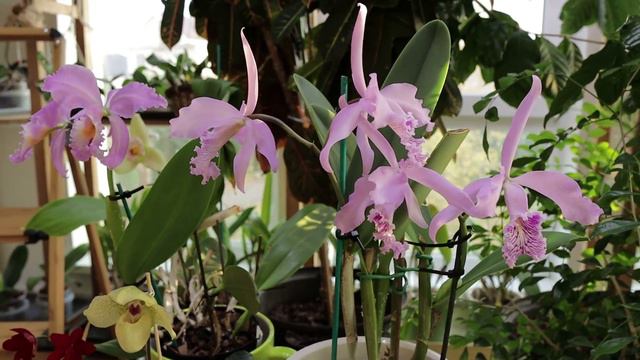 Cattleya maxima “tall” (Ecuagenera) смотреть онлайн