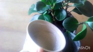 Пеперомия.Деформация листьев.Причина.