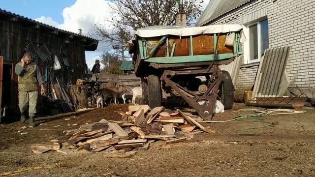Обезроживание коз резинками. смотреть онлайн