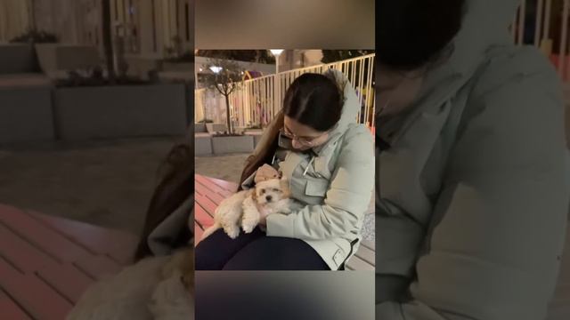 Ты мой оберег ❤️ #dog #dogs #pets #puppy #блог #друг #животное #животные #мальтипу #питомец смотреть онлайн