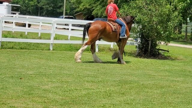 Clydesdale gelding riding смотреть онлайн