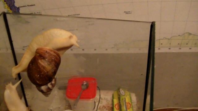 УЛИТКИ АХАТИНЫ. ТЮМЕНЬ. ОТДАМ БЕСПЛАТНО ВСЕХ. ВЗАИМНАЯ ПОДПИСКА+ЛАЙК смотреть онлайн