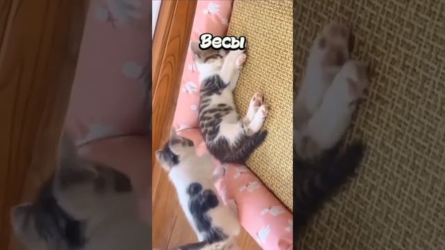 ???КАК РУГАЮТСЯ РАЗНЫЕ ЗНАКИ ЗОДИАКА! ?? смотреть онлайн