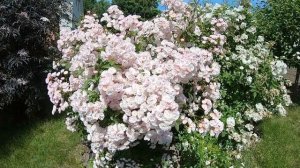 Мускусные розы. Heavenly Pink (Хевенли Пинк)