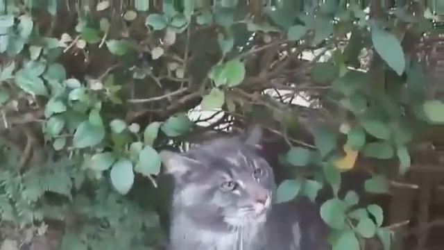 Приколы мира животных Смешные коты и собаки 2014 смотреть онлайн