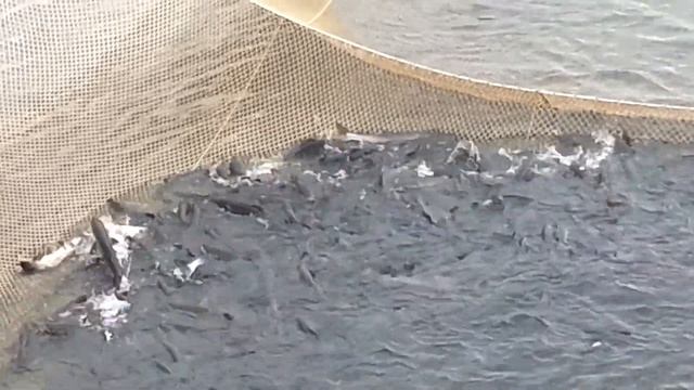 Кета на нересте. смотреть онлайн