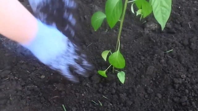 Как правильно высадить рассаду острого перца в открытый грунт смотреть онлайн