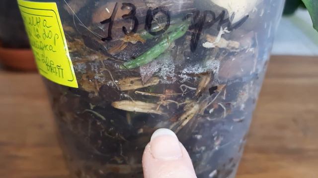 У пересаджених орхідей згнили корені\ Панікувати чи спокійно спостерігати?\ Phal. Sogo Vivien смотреть онлайн