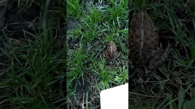 Жаба звуки смотреть онлайн