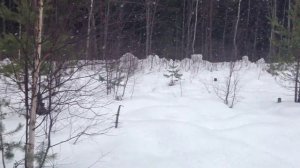 Сбор березовых почек