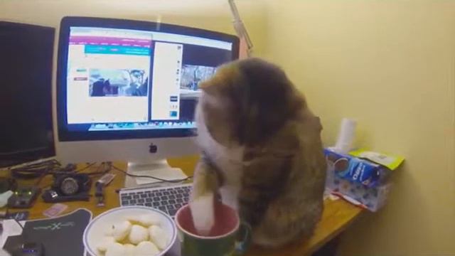 Cat drinks from a mug - Кошка пьет из кружки смотреть онлайн