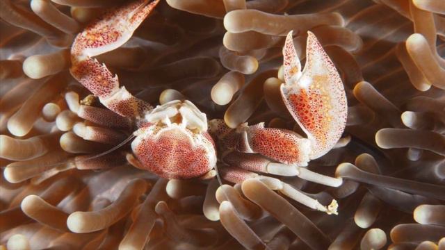 Bubble Tip Anemone Care смотреть онлайн