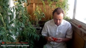 Балконные помидоры - дегустация. Выращивание томатов на балконе.