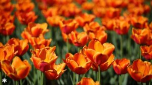 Ультра расслабляющая музыка чтобы успокоить разум, перестать думать 🌿 музыка для сна, души и тела