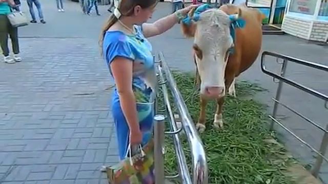Корова на праздник в Москве, 8 (916)702 11 08 смотреть онлайн