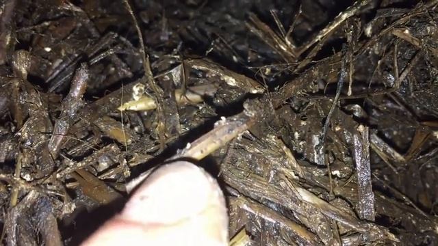 Компост для шампиньонов своими руками! Дикие грибы, клещи, пастеризация, посев. смотреть онлайн