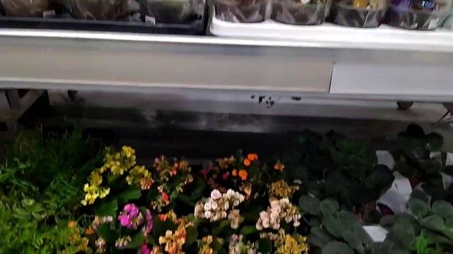 обзор орхидей г. Казань смотреть онлайн