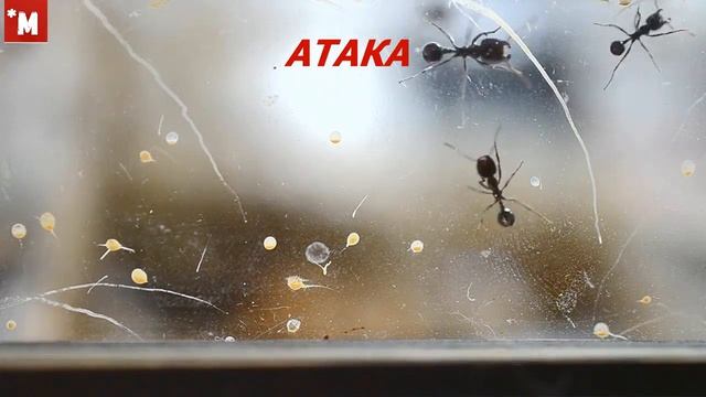 Муравьи Messor Structor ловят мотылька смотреть онлайн