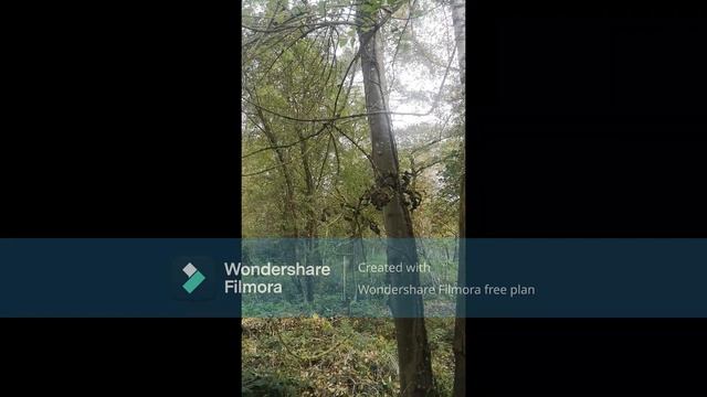 EcoGeeko Ash tree Fraxinus excelsior смотреть онлайн