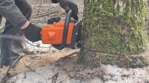 Валка дуба бензопилой Stihl MS 180