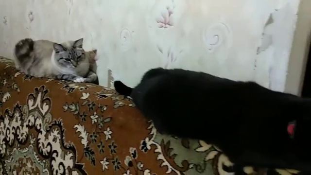 Хорошо, что есть хвостик, есть чем поиграть... смотреть онлайн