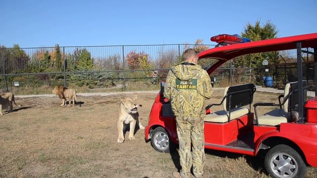 Львица Стерва РАЗГОВОРИЛАСЬ , ей не досталось мяса ! The evil lioness didn't get any meat! смотреть онлайн