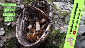 Грибная разведка 12 мая 2024. Всеволожский район.