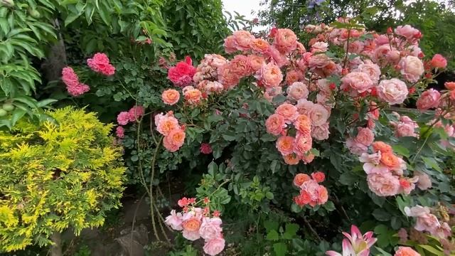 Прогулка по саду начало июня.Цветут розы, клематисы и многолетники смотреть онлайн